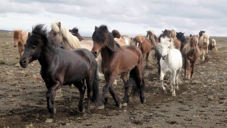 Island-Pferde auf der Kjalvegur / Island