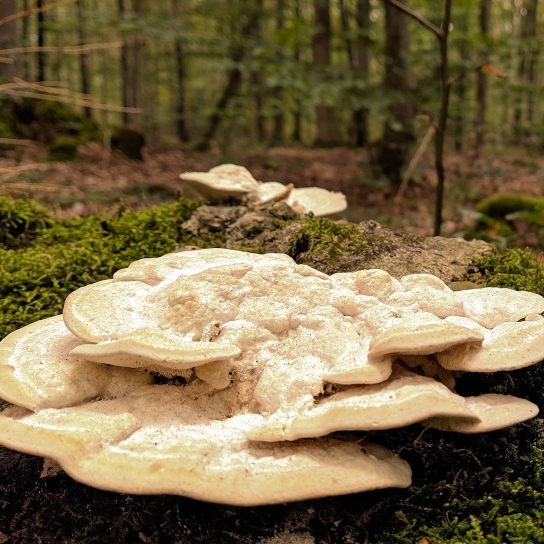 Steigerwald Panoramaweg: Pilze im Wald